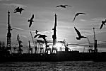 011_25899 | die Hamburger Hafensilhouette in der untergehenden Sonne; die Krane gehren zu der Werft von Blohm & Voss; die Mwen kreisen an den Landungsbrcken. Schwarz-weiss Bild des Hamburger Hafens