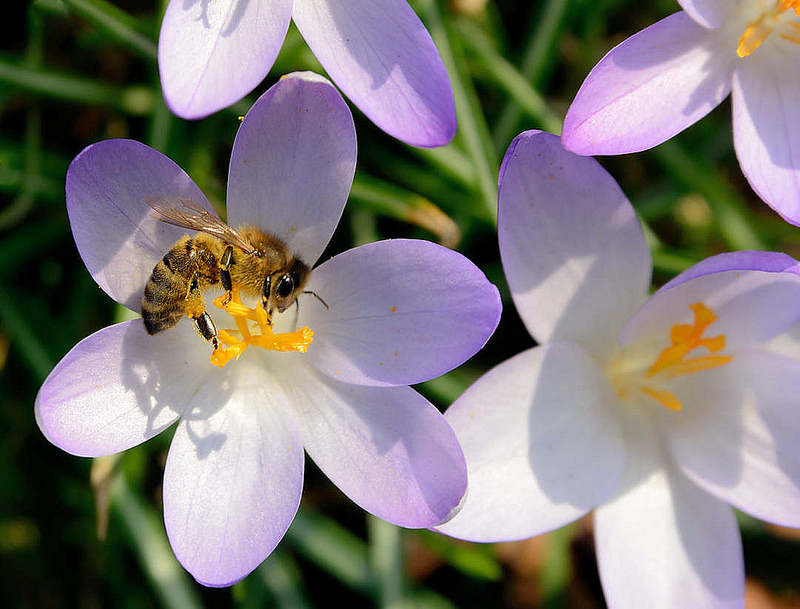 8008 Krokusblte im Frhling - Frhlingswiese im Stadtpark Hamburg; eine Honigbiene am Staubblatt eines Krokusses / Bltenstaub Pollen an den Beinen.