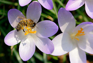 8008 Krokusblte im Frhling - Frhlingswiese im Stadtpark Hamburg; eine Honigbiene am Staubblatt eines Krokusses / Bltenstaub Pollen an den Beinen.