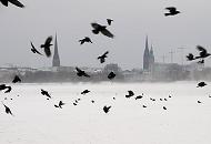 106_4973 | Ein Schwarm krhen fliegt ber der vereisten und verschneiten Alster auf. Im grauen Winterhimmel sind die Trme der St. Petri-Kirche, der Nikolaikirche und dem Hamburger Rathaus zu erkennen. 