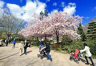 17_2229 | In Japan bedeutet die Kirschblte der Japanischen Kirsche einen Hhepunkt im Japanischen Kalender und den Anfang des Frhlings. Spaziergngerinnen mit Kinderkarren gehen in dem Hamburger Park Planten un Blomen unter einem groen blhenden Kirschbaum spazieren. Dahinter ragte die Spitze des Radisson Blu Hotels hervor.