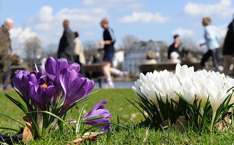 rhling in Hamburg - die Krokusse blhen, Spaziergnger und Jogger an der Alster 114_1612 | Krokusblte auf den Alsterwiesen - die prchtigen stengellosen Blten blhen zumeist in den Farben violett, gelb und weiss. Jogger und Spaziergnger nutzen die Frhlingssonne um auf dem Alsterweg den grossen Hamburger Binnensee zu umrunden.