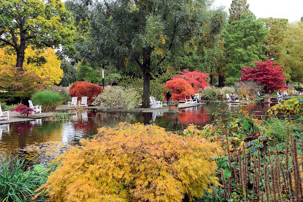 6460 Wasserlauf in Planten un Blomen - Holzsthle am Wasser, Zierahorn im Herbst mit roten und gelben Blttern.