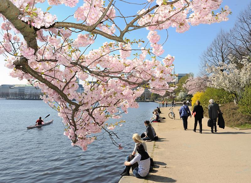 Frhling in Hamburg - Japanische Kirschblte an der Binnenalster.120_2748 | HamburgerInnen sitzen in der Sonne auf der Ufermauer der Binnenalster in Hamburgs Innenstadt. Ein Zweig mit den rosa Blten einer Japanischen Kirsche ragt ber das Wasser auf dem ein Kanufahrer Richtung Lombardsbrcken paddelt.