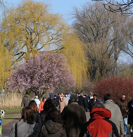 011_25606 |  Osterspaziergang an der Alster; die Weide zeigt das zarte Grn ihrer spriessenden Bltter - davor blht eine Zierkirsche am Ufer der Aussenalster. 