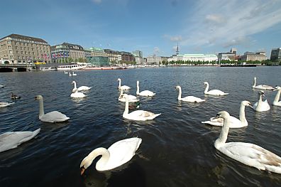 011_25807 | Alsterschwne auf der Hamburger Binnenalster; im Hintergrund der Jungfernstieg und Neue Jungfernstieg