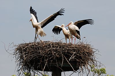 011_25972 | die jungen Strche knnen Ende Juli noch nicht fliegen; hier ben sie schon einmal den Flgelschlag und breiten ihre Schwingen aus. 