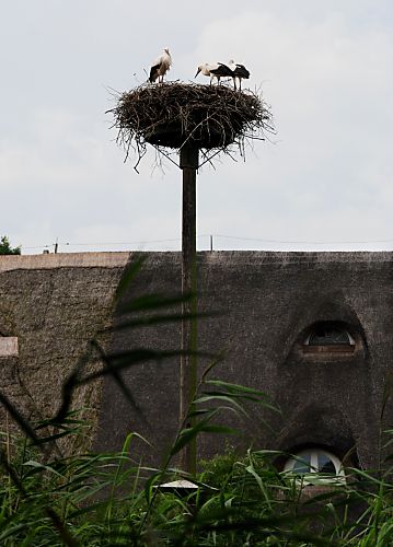 011_25973 | dein eigens aufgestellter Mast mit Storchennest in Hamburg Vierlande / Marschlande als Nistplatz fr die Strche; im Hintergrund das Reetdach von einem Bauern- haus. 