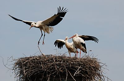 011_25974 | die Jungstrche werden flgge; hier hebt eines der grossen Vgel schon kurzzeitig ab und schwebt ber dem Nest. In der Brutsaison z.B. 2007 zogen im Hamburger Raum 15 Storchenpaare insgesamt 33 Jungvgel gross. Jedes Storchenpaar bentigt in Horstnhe ca. 20 ha feuchtes Grnland, um ihre Jungstrche satt zu kriegen. 