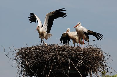 011_25975 | bis Ende August mssen die jungen Strche gelernt haben zu fliegen, weil dann den Vgeln schon der weite Flug in das Winterquartier ins tropische Afrika sdlich des quators bevorsteht. Auf dieser langen Strecke legen die Strche bis zu 10 000 km zurck.